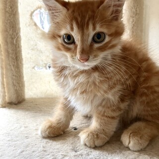 ワテら陽気な4兄弟。ぬいぐるみのような茶々丸くん