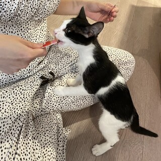 【9/30芝浦】笑いが絶えなくなる甘えん坊兄妹