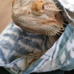 「沐浴」サムネイル2