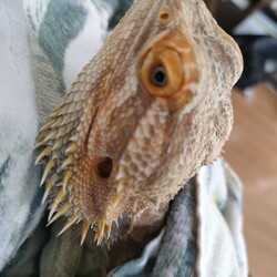 「沐浴」サムネイル3