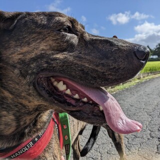 大柄で人なつこいプロット☆グラくん