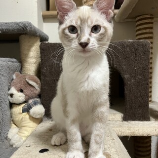 10/1荒川区西尾久譲渡会参加　サイ君