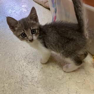 どこからみても可愛すぎる子猫ちゃん