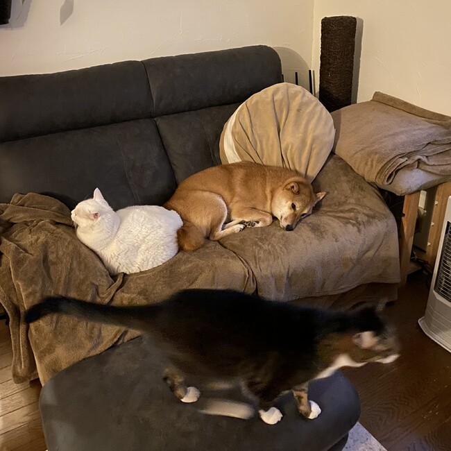 izuuumiのカバー写真