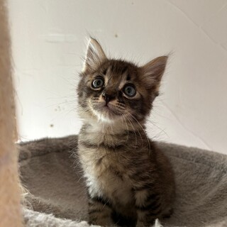 そうかん、里親さま決定！ありがとうございました♥️