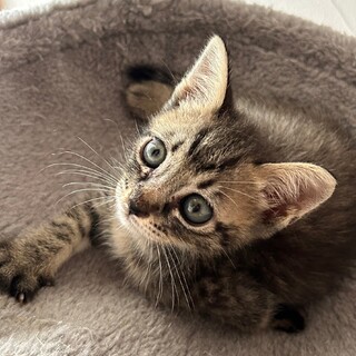 きすい、里親さま決定！ありがとうございました♥️