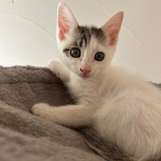 かんづき、里親さま決定！ありがとうございました♥️