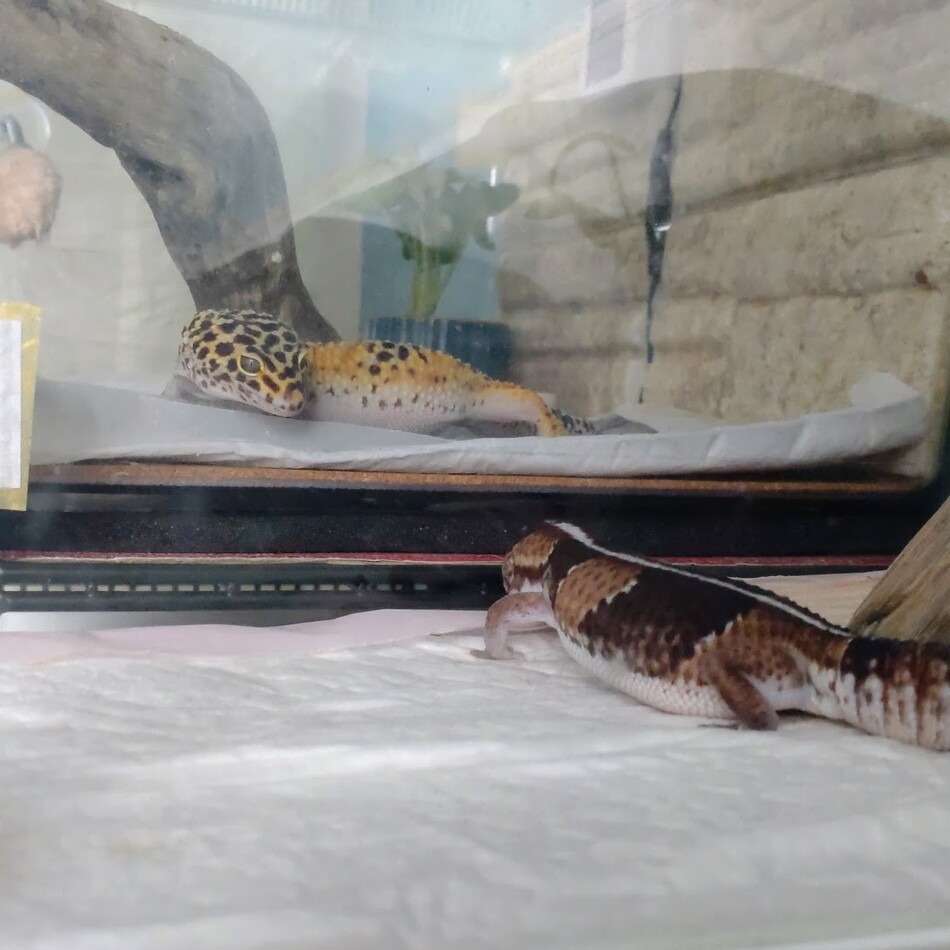 七（あだ名：七子）のカバー写真