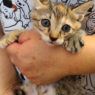 新しい家族になってください