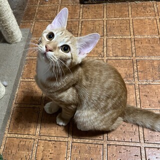 イケメン茶トラのシャイボーイ「茶タロウ」