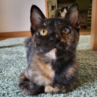 里親急募！岸和田市！