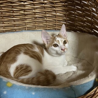 茶白のじゅん君。「ぼくと暮らしませんか？」
