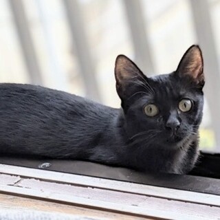 甘えん坊のくぅちゃん（代理投稿）