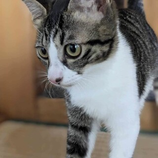 人懐っこいマァちゃん（代理投稿）