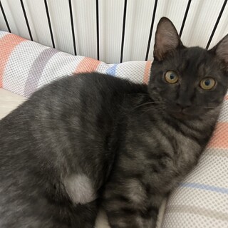 小さなお顔に真ん丸おめめ　小宵♀