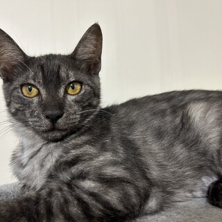 スッと凛々しい美人ちゃん　夜露♀