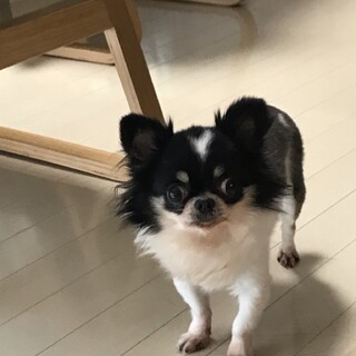 娘が喘息入院の為穏やかで可愛いチワワ　里親募集