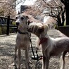 せろたり