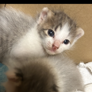 産まれたての子猫　