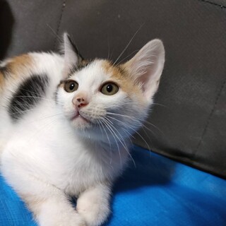 【まろ】三毛猫の子猫9ヶ月★あまえんぼさん