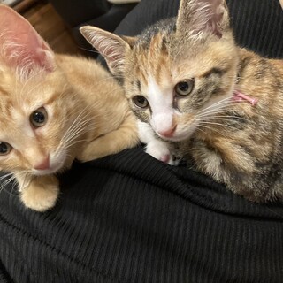 少しビビりな三毛ちゃん