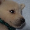 1か月★かわいい女の子★緑色リボン★保護犬 サムネイル2