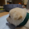 1か月★かわいい女の子★緑色リボン★保護犬 サムネイル4