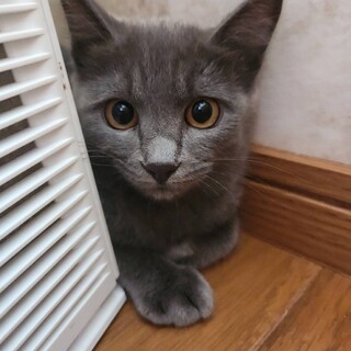 美しいグレーの毛並みのくららちゃん