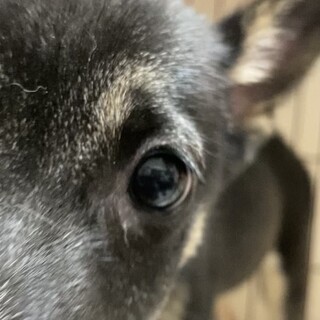 3ヶ月♂ グラ週末譲渡会開催します！