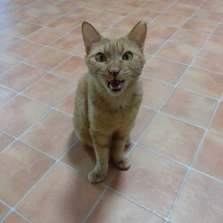 おやつに真剣、琴ちゃん