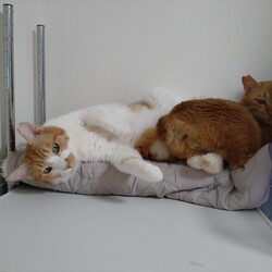 冷蔵庫番こまめ君