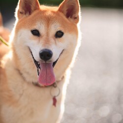 9月24日(日)に豊橋市で愛護デーのイベントで犬猫の譲渡会！ サムネイル2