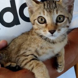 9月24日(日)に豊橋市で愛護デーのイベントで犬猫の譲渡会！ サムネイル3