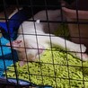 緊急募集 サムネイル2