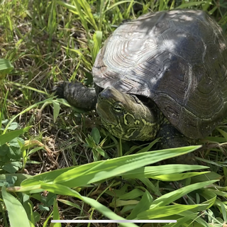 クサガメさんです⭐︎とても可愛いです⭐︎