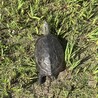 クサガメさんです⭐︎とても可愛いです⭐︎ サムネイル4