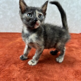 ３姉弟いつでも元気一杯パワー全開❗️能天気❤スズナ