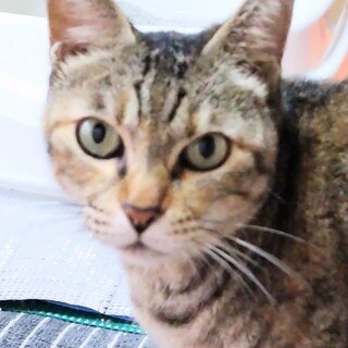 デレデレ 可愛い 甘えん坊