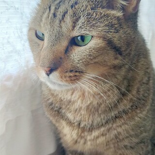 優しくて人馴れ抜群❤キジ猫の「レオ」❤７歳・男の子