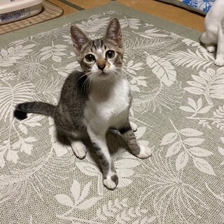 仲良く4兄妹