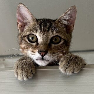 ちょっとビビリな甘えん坊　オクラ