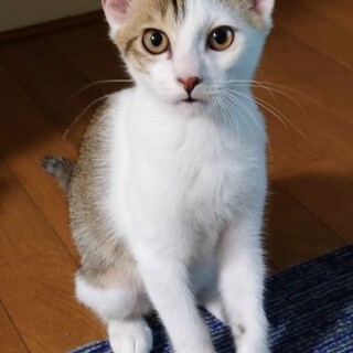 ベタベタな甘えん坊　トロロ