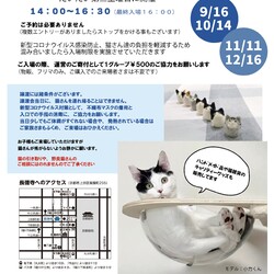 保護ねこの譲渡会