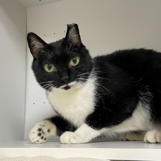 【他猫NG】キュートで甘えん坊な大人猫、ごま