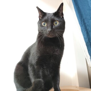 甘えん坊で控え目な黒猫美男子！ゲンタ