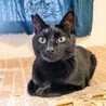 甘えん坊で控え目な黒猫美男子！ゲンタ サムネイル2