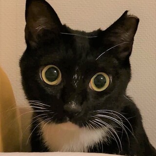 抑えられない好奇心！顎白姉妹のナナ