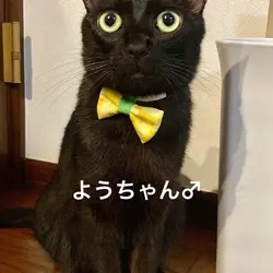 弥生台　猫の譲渡会 サムネイル2