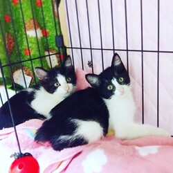 弥生台　猫の譲渡会 サムネイル3