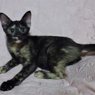 １０月８日譲渡会参加、さびねこのうるるちゃん